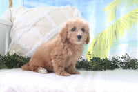 Cavapoo