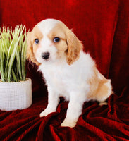 Cavapoo