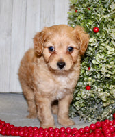 Cavapoo