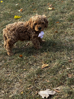 Cavapoo