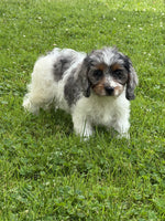 Cavapoo