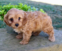 Cavapoo