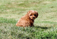 Cavapoo