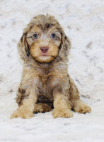 Cavapoo
