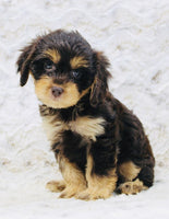 Cavapoo