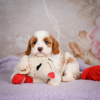 Cavapoo