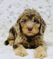Cavapoo
