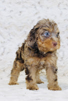 Cavapoo