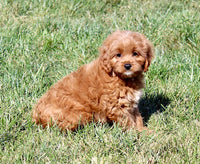 Cavapoo