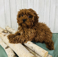 Cavapoo