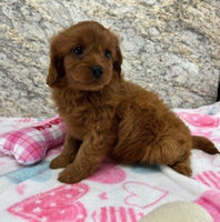 Cavapoo