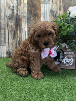 Cavapoo