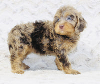 Cavapoo