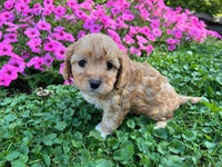 Cavapoo