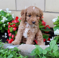 Cavapoo