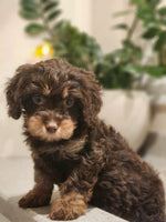  Cavapoo
