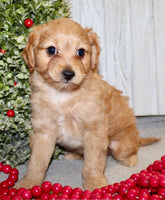 Cavapoo