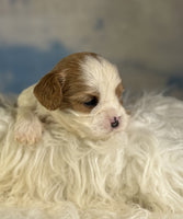 Cavapoo