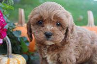 Cavapoo