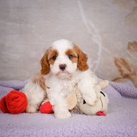 Cavapoo