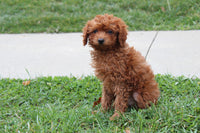 Cavapoo