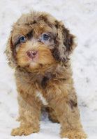 Cavapoo