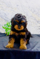 Cavapoo