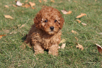 Cavapoo