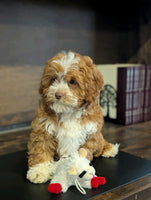 Cavapoo