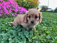 Cavapoo