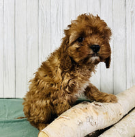 Cavapoo