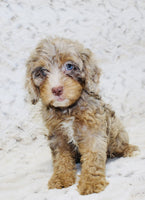  Cavapoo