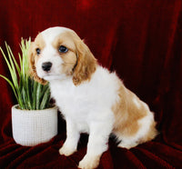 Cavapoo