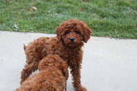 Cavapoo