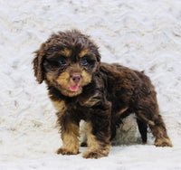 Cavapoo