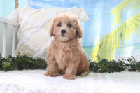Cavapoo