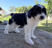 Cavapoo