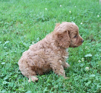 Cavapoo