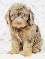 Cavapoo