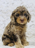 Cavapoo