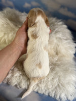 Cavapoo