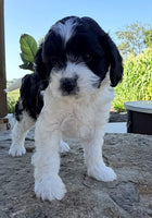 Cavapoo