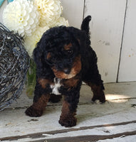 Cavapoo