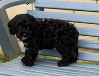 Cockapoo