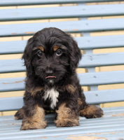 Cockapoo