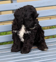 Cockapoo