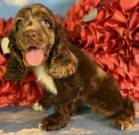 Cocker Spaniel