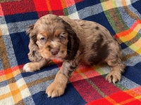 Cocker Spaniel