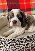 Cocker Spaniel