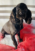 Cocker Spaniel